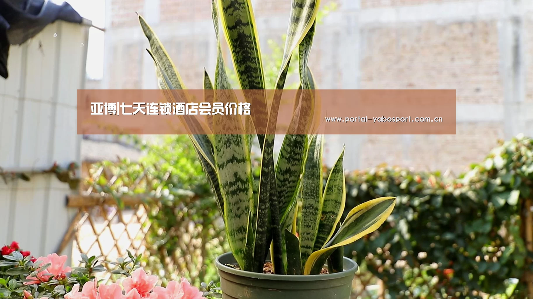 亚博体育